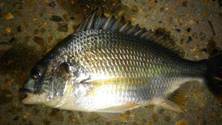 仕事帰り釣行！