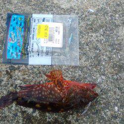 ツバス狙いだったのですが人が多くてダメでした