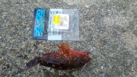 ツバス狙いだったのですが人が多くてダメでし…