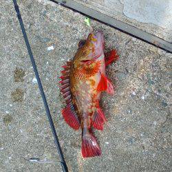 ダイソータックル今日の獲物は？