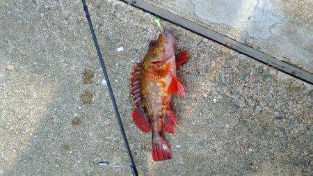 ダイソータックル今日の獲物は？