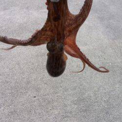 台風が来る前にタコ釣り