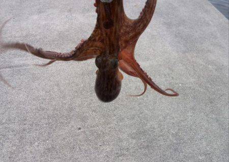 台風が来る前にタコ釣り