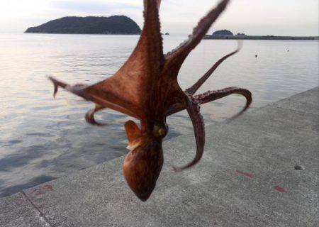 朝方のタコ