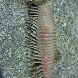 魚以外がよく釣れる・・・