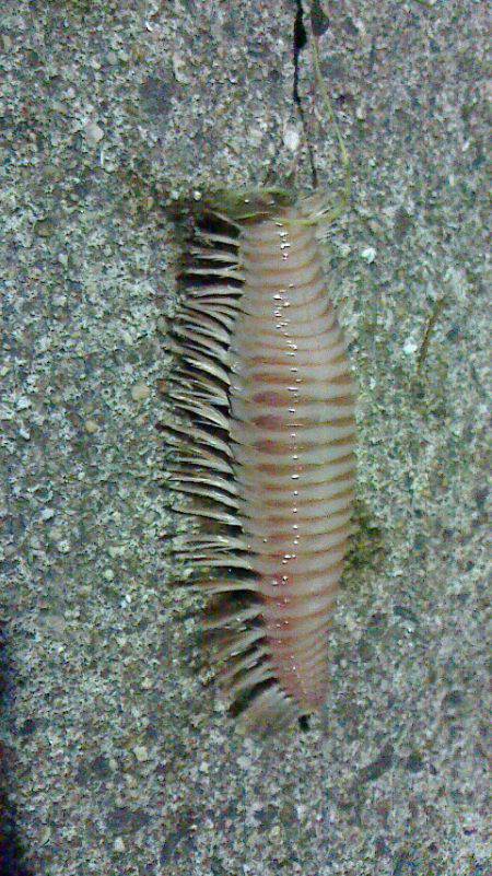 魚以外がよく釣れる・・・