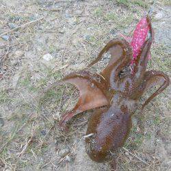 オクトパッシング