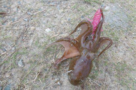 オクトパッシング