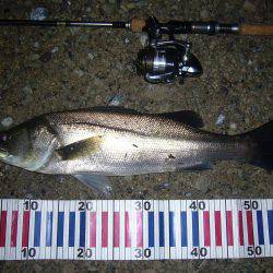 久々のシーバス