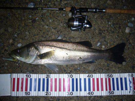 久々のシーバス