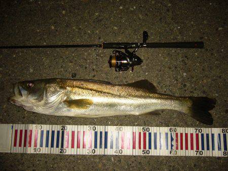 チニングの外道にて…(;^ω^)