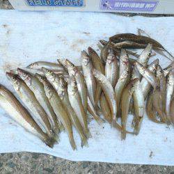 鳥飼新港のキス