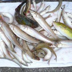 シーズン2度目の境水道釣行