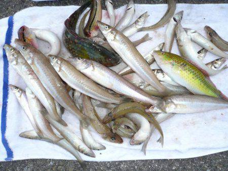 シーズン２度目の境水道釣行