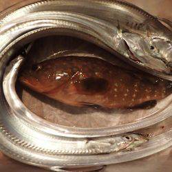 タチウオ釣りに。