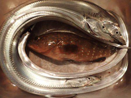 タチウオ釣りに。