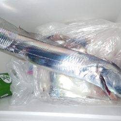 タチウオが釣れました。