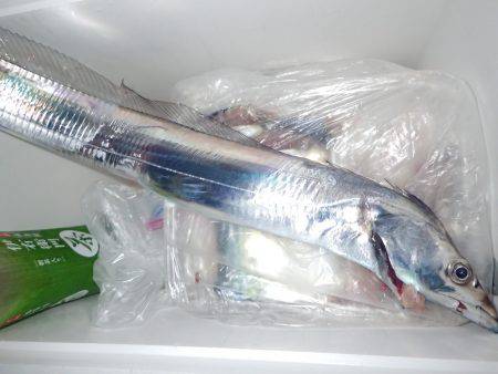 タチウオが釣れました。