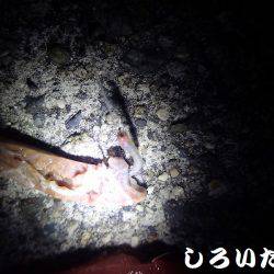 まだ、釣れるだろう?大サバ。