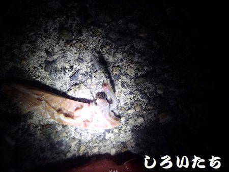 まだ、釣れるだろう?大サバ。