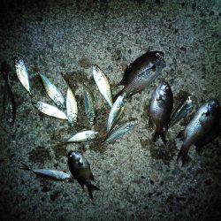 サビキとのませ釣査