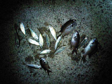 サビキとのませ釣査