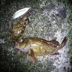 サビキと大サバ＆のませ釣査