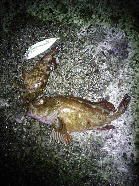 サビキと大サバ＆のませ釣査