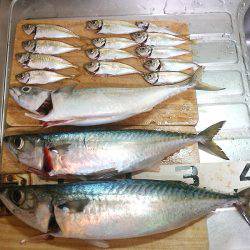 ついに大サバ3本ゲット!