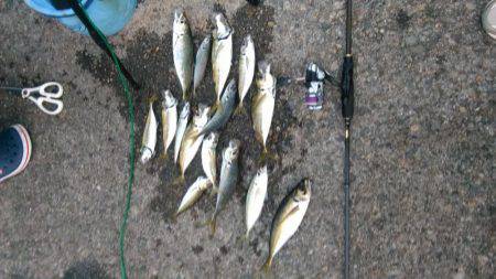 アジング、サビキ