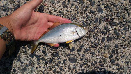 田後港でサビキ釣り！