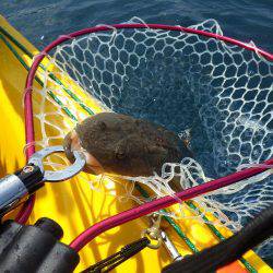 マイカヤック 五目ジギング