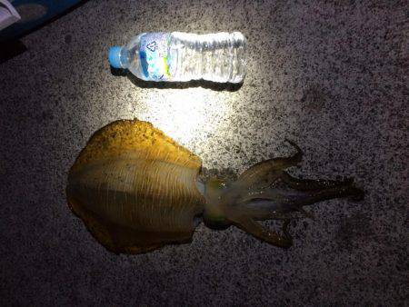 久々アオリイカ釣れました！その他タコや豆ア…