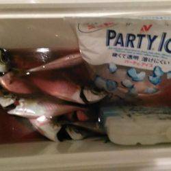 今年は鯵の数が少ない