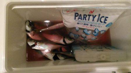 今年は鯵の数が少ない