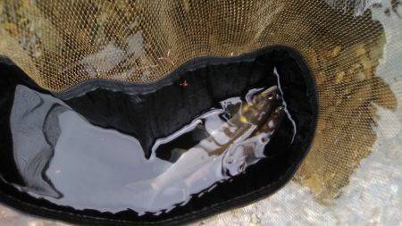 上桂川花背地区