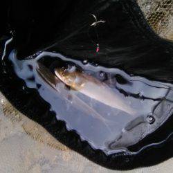 上桂川花背地区