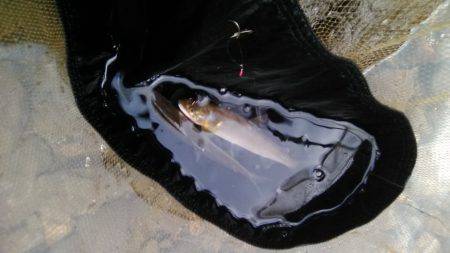 上桂川花背地区