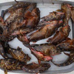 TOPGUN名古屋 釣果