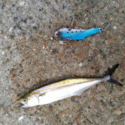 小さすぎるサゴシ