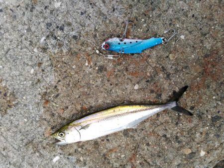 小さすぎるサゴシ