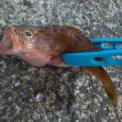 警報が出る日の釣行