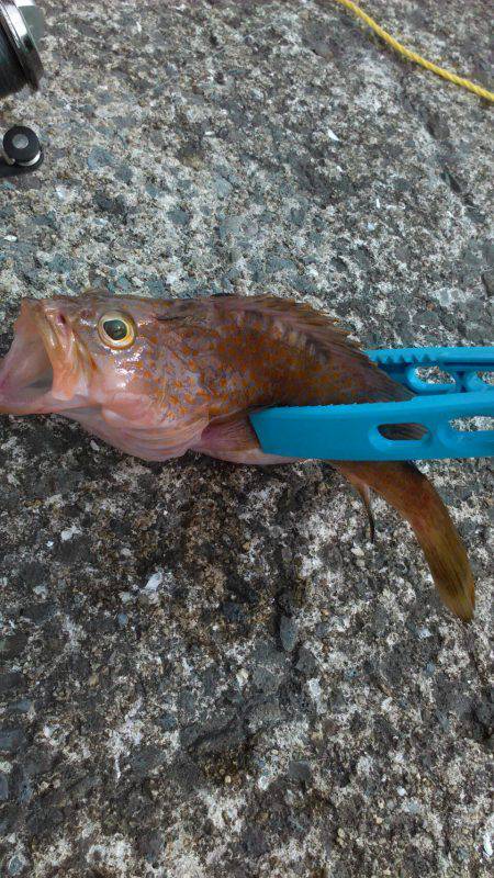 警報が出る日の釣行