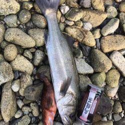 ロックフィッシュ