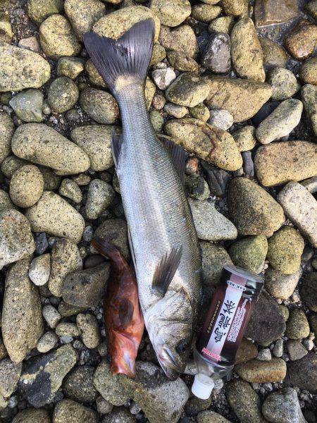 ロックフィッシュ