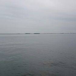 もうツバスは居ないの？