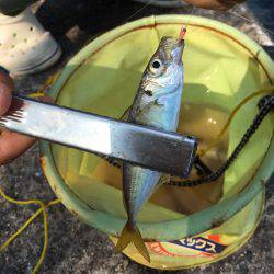 貝塚水路 アジ チャリコ カマス