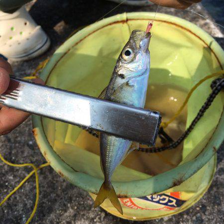 貝塚水路 アジ チャリコ カマス