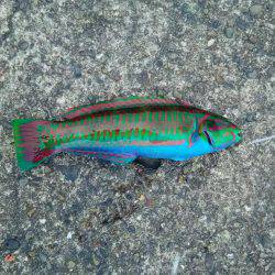 ぶらっと釣りに