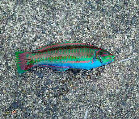 ぶらっと釣りに